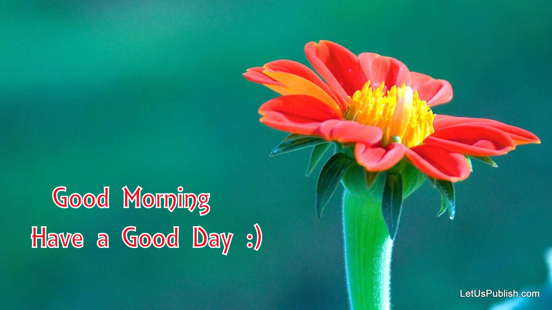 cute-good-morning-flower-wallpaper