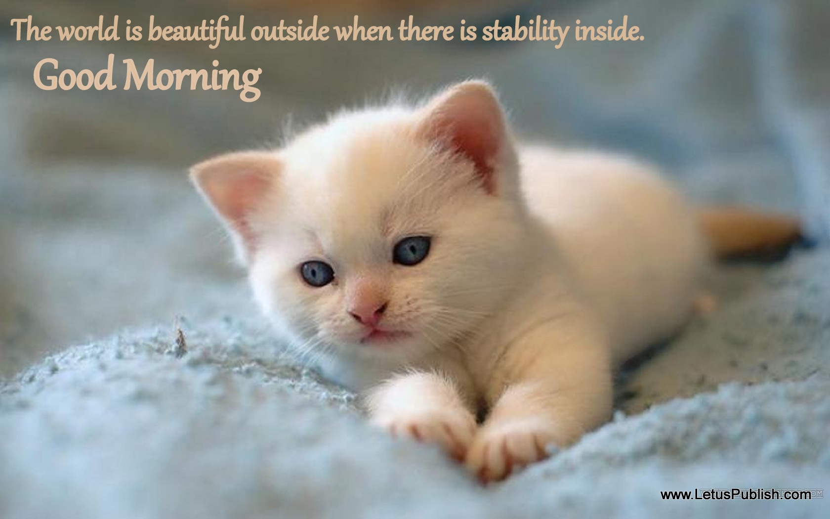 Cute cat good morning image Quotes