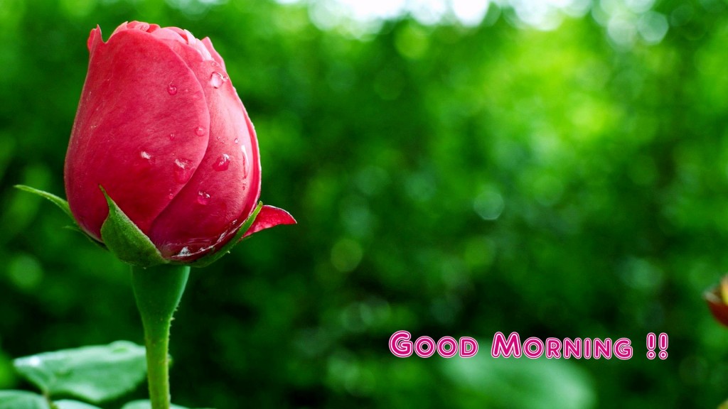 Pink Rose HD Collection to Wish Good Morning To Love