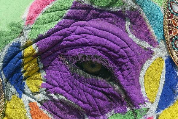 Holi Colorful Elephant Pics Amazing Holi Photography