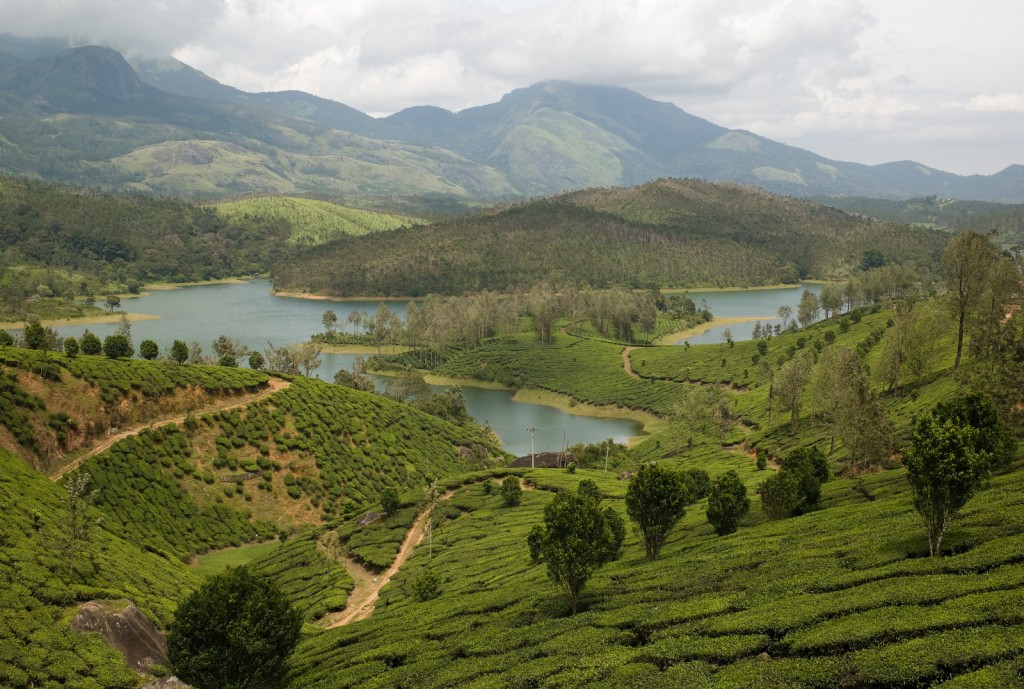 Yela Giri - Tea gardens 