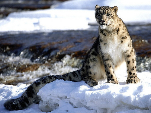 Unexplored Wildlife Destinations of India