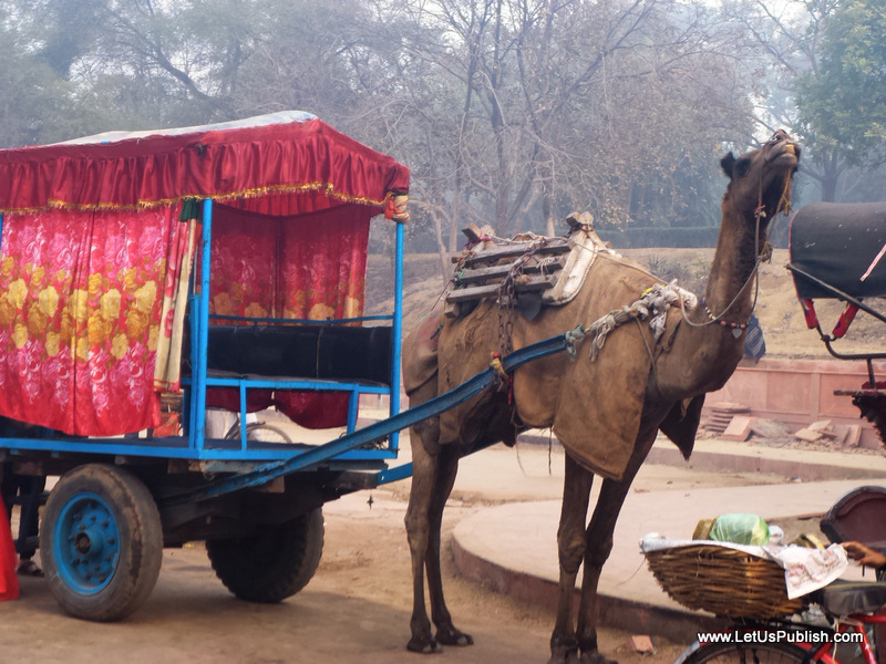 Camel Pics, Taj Mahal Agra