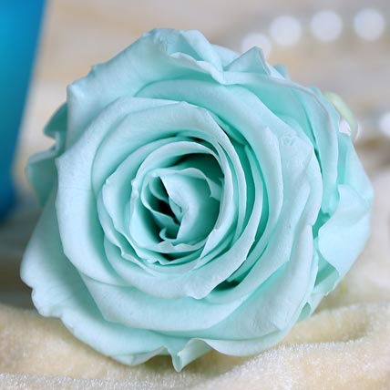 Sky blue Forever Rose