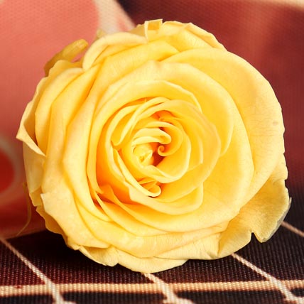 Yellow Forever Rose