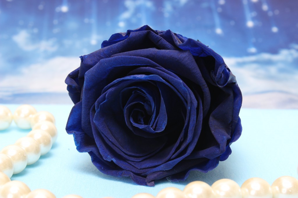 electric blue Rose Gift