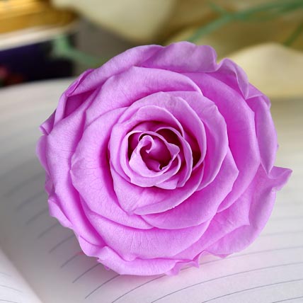 Purple Rose