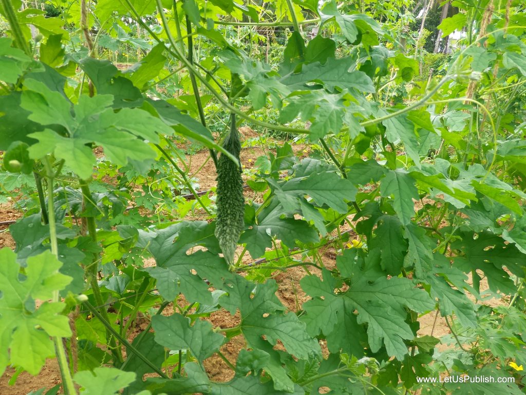 Kairali Vegetable Garden Pics, Fresh Bitter Gourd Vegetables