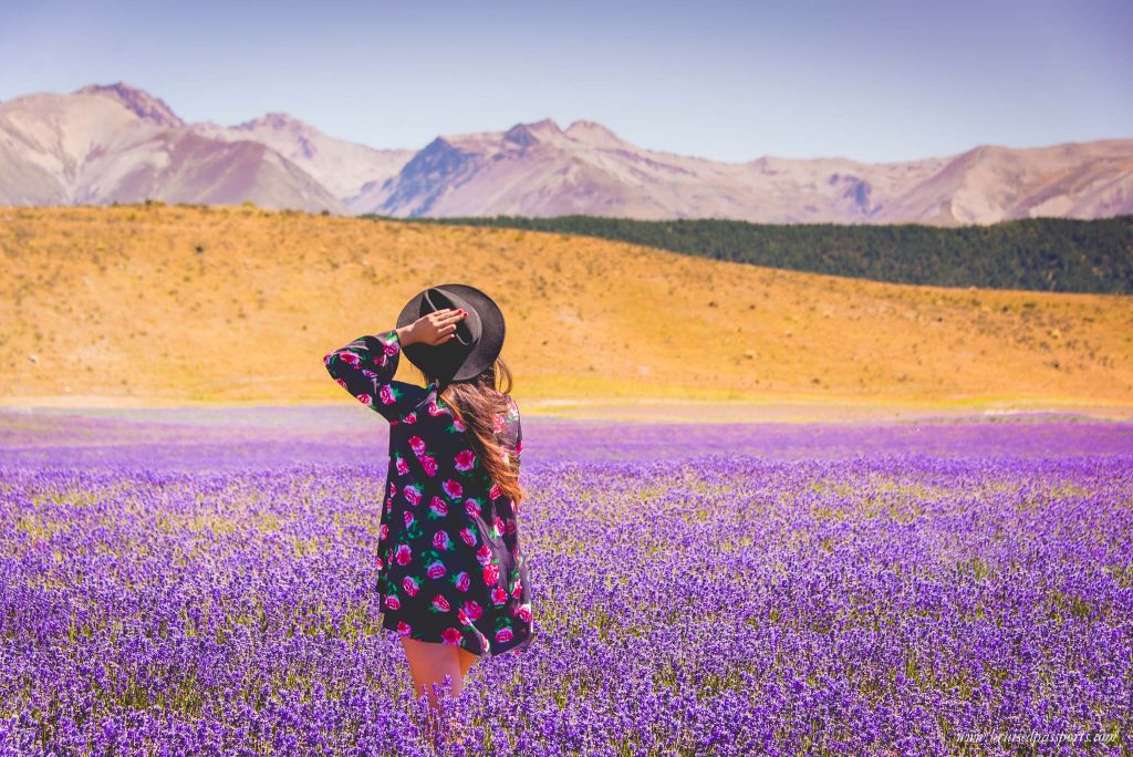 Savi - field of lavender, New Zealand