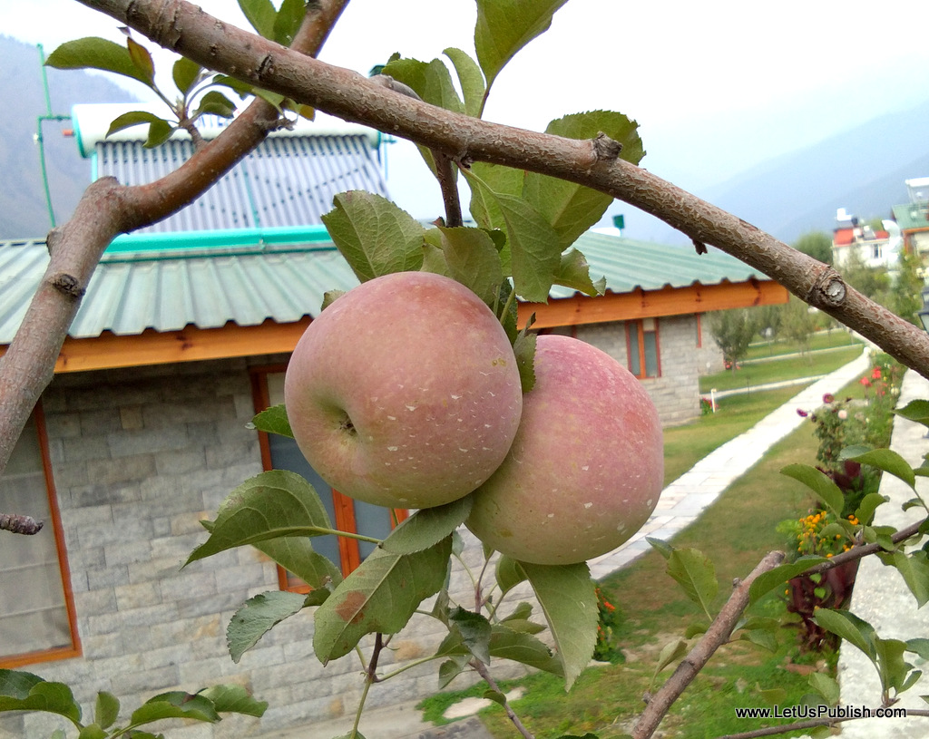 apple-trees-in-resort-manali