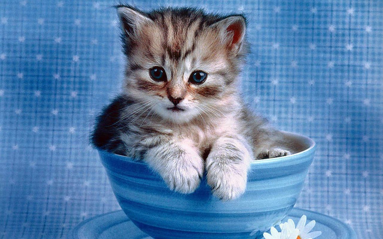 Cute Kitten Wallpapers Those Can Make Your Day Instantly - Let Us Publish