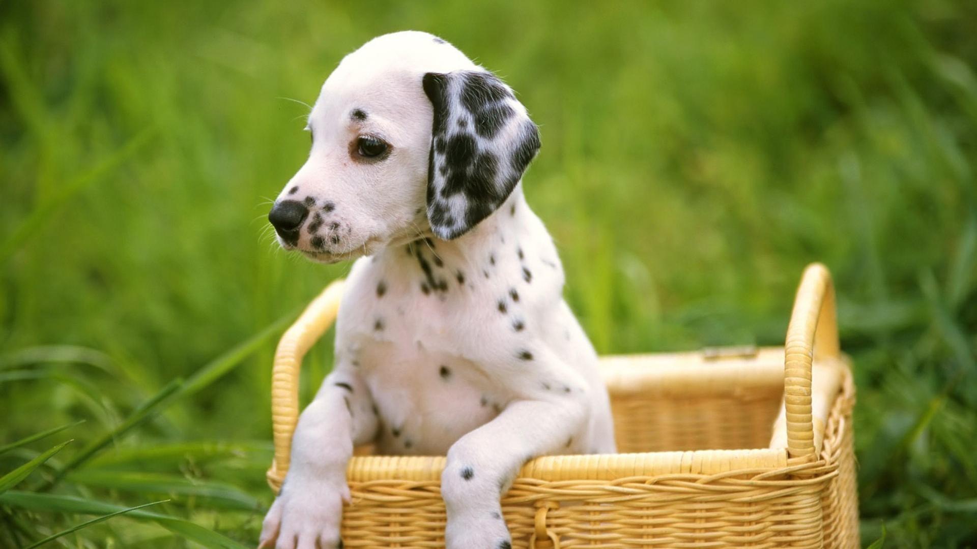 cute puppy wallpaper