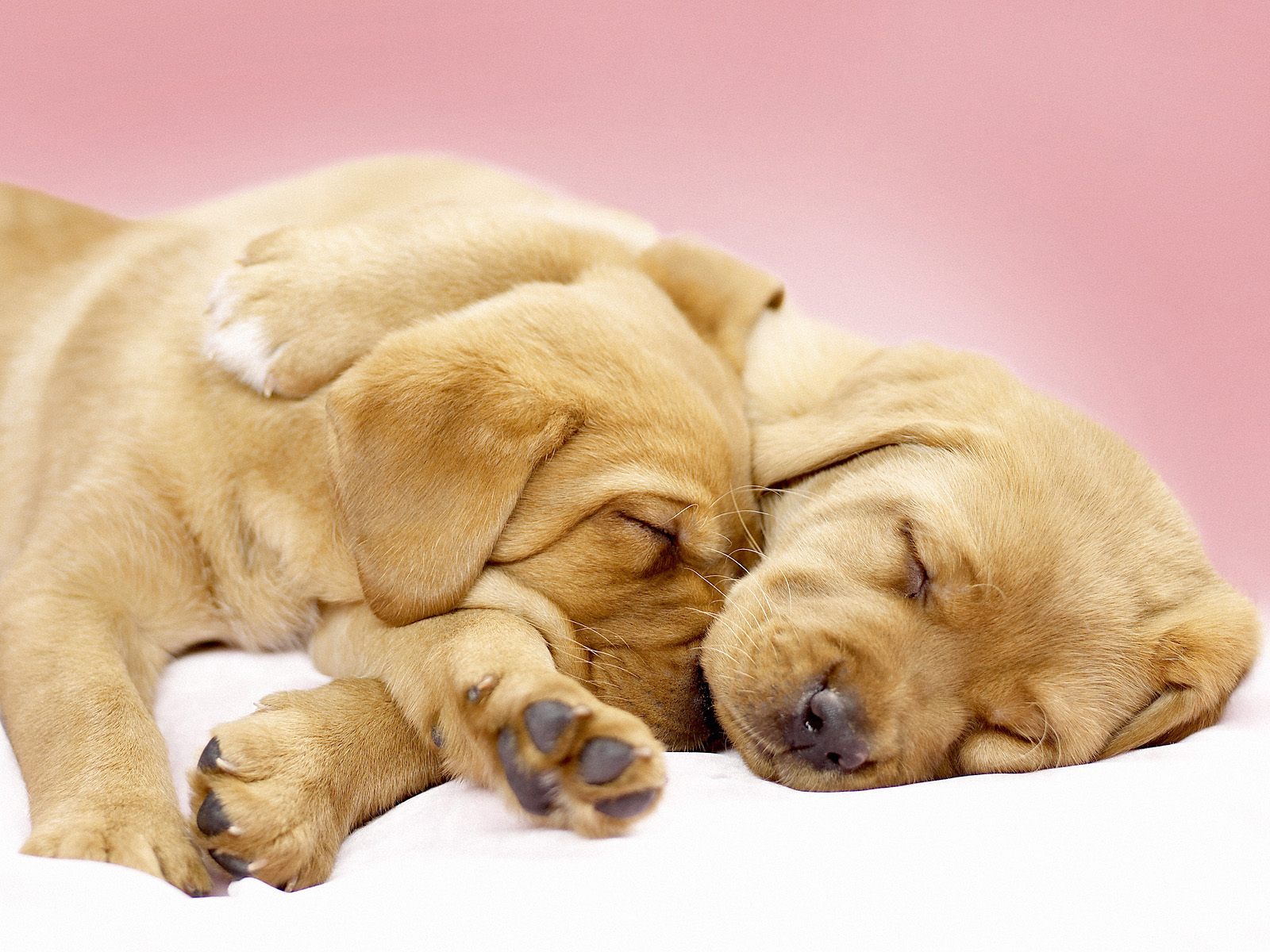  Cute  Puppy  Wallpapers  Those Are Perfect To Make Your Mood  