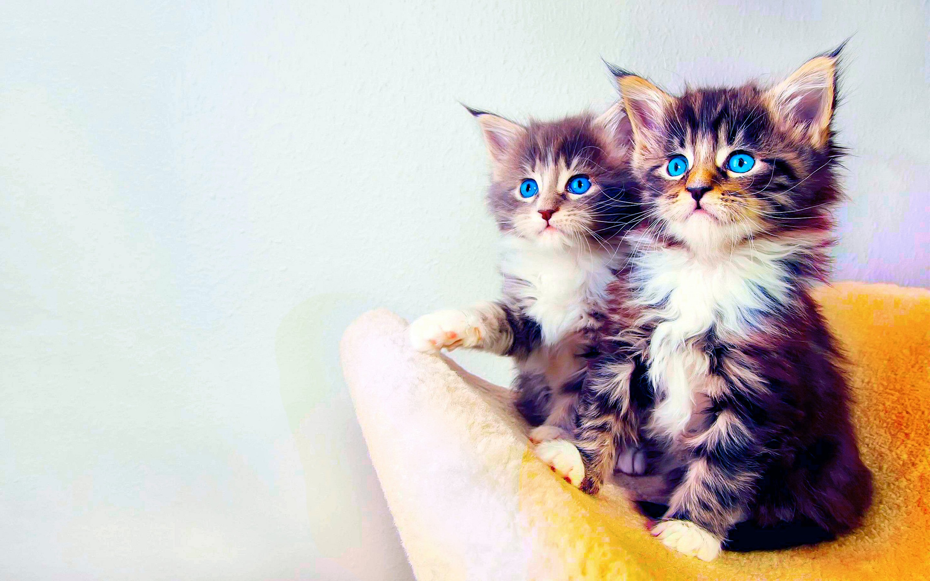 Cute  kitten wallpaper For Desktop