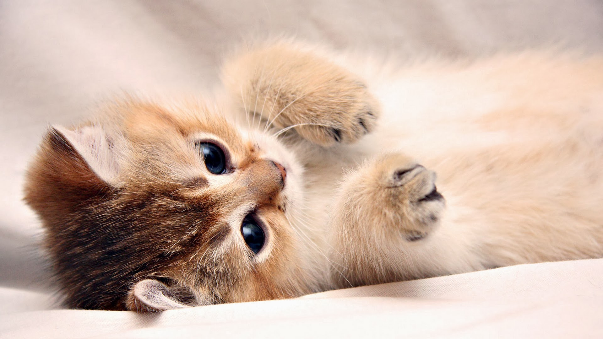 Cute Kitten Wallpaper Download Free