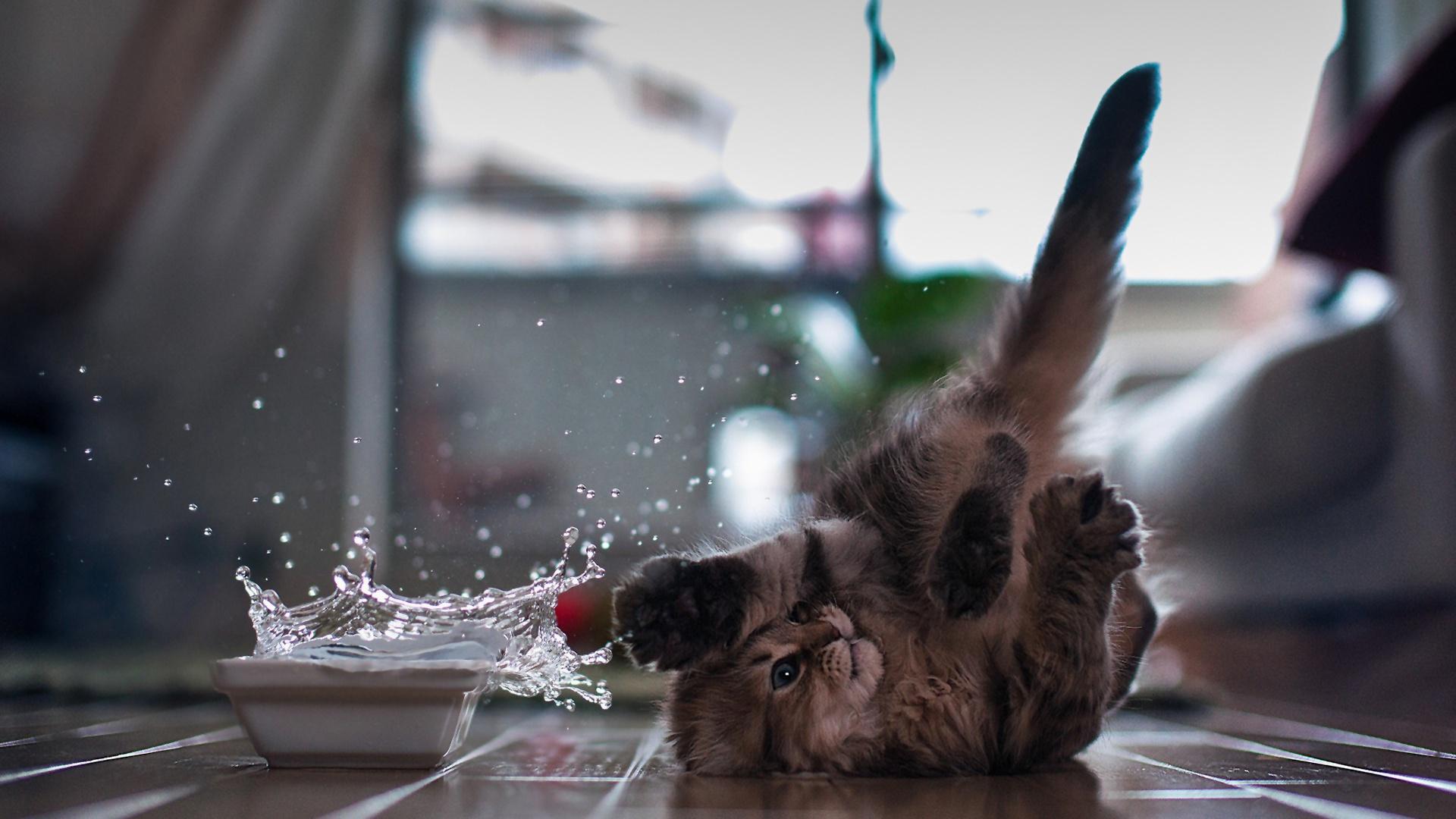 Cute Kitten Wallpapers Those Can Make Your Day Instantly - Let Us Publish