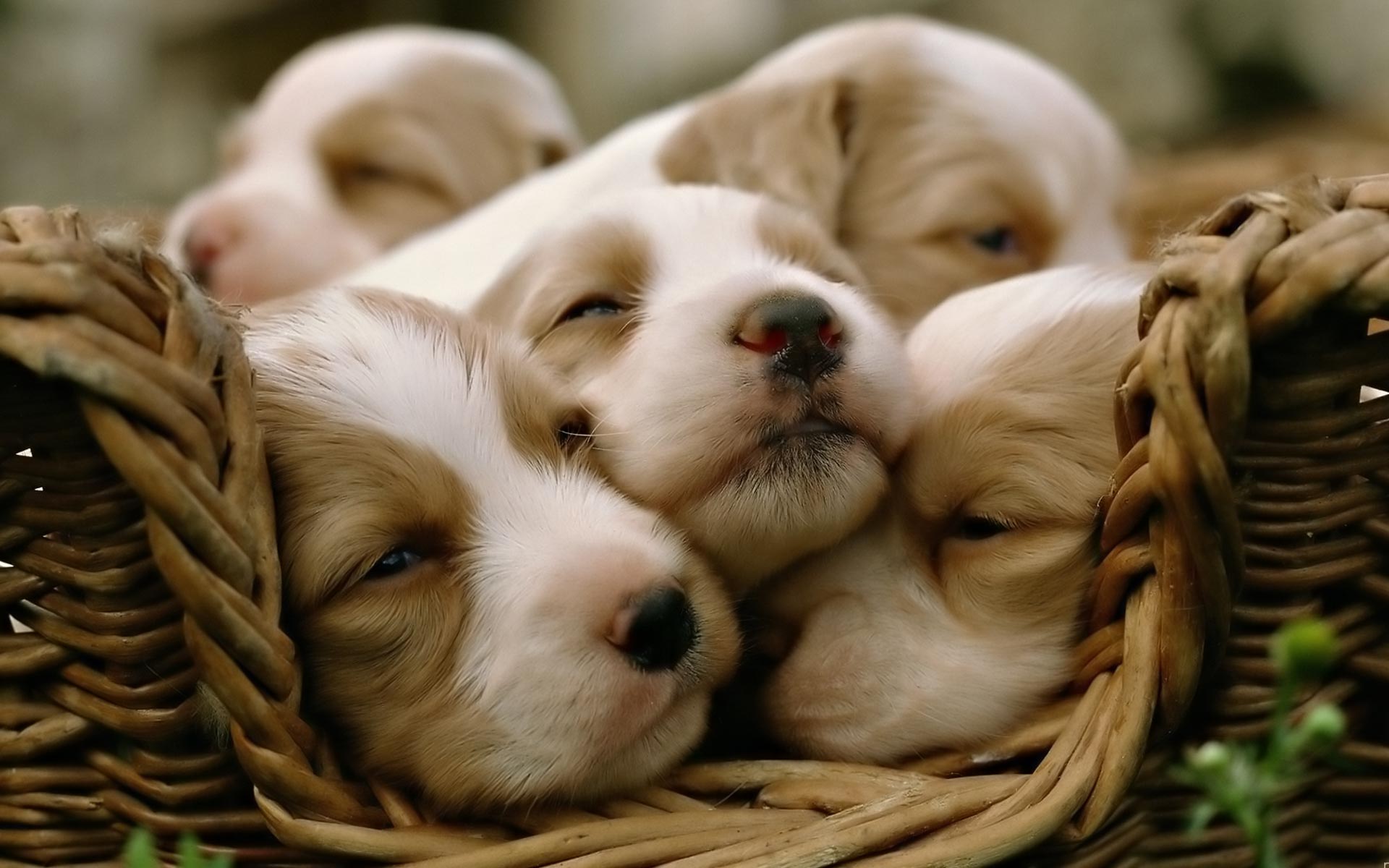 Cute Puppy Wallpapers Those Are Perfect To Make Your Mood Happy - Let Us Publish