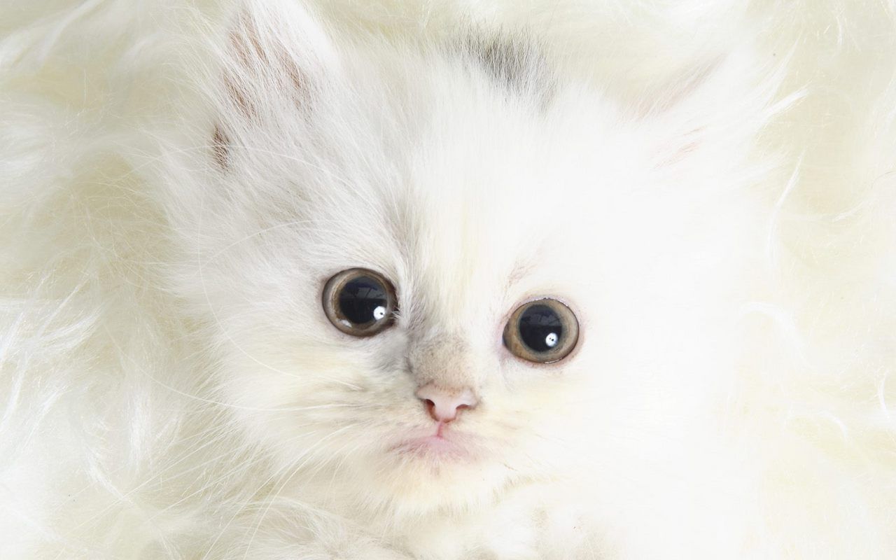 Cute White Kitten Image