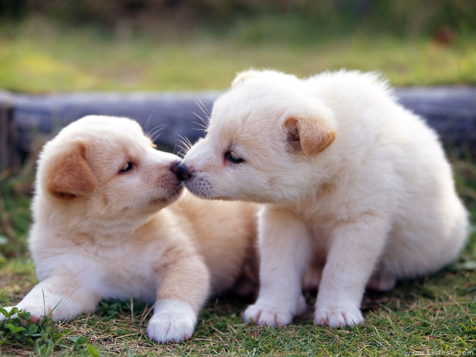 Cute Puppy Wallpapers Those Are Perfect To Make Your Mood Happy - Let