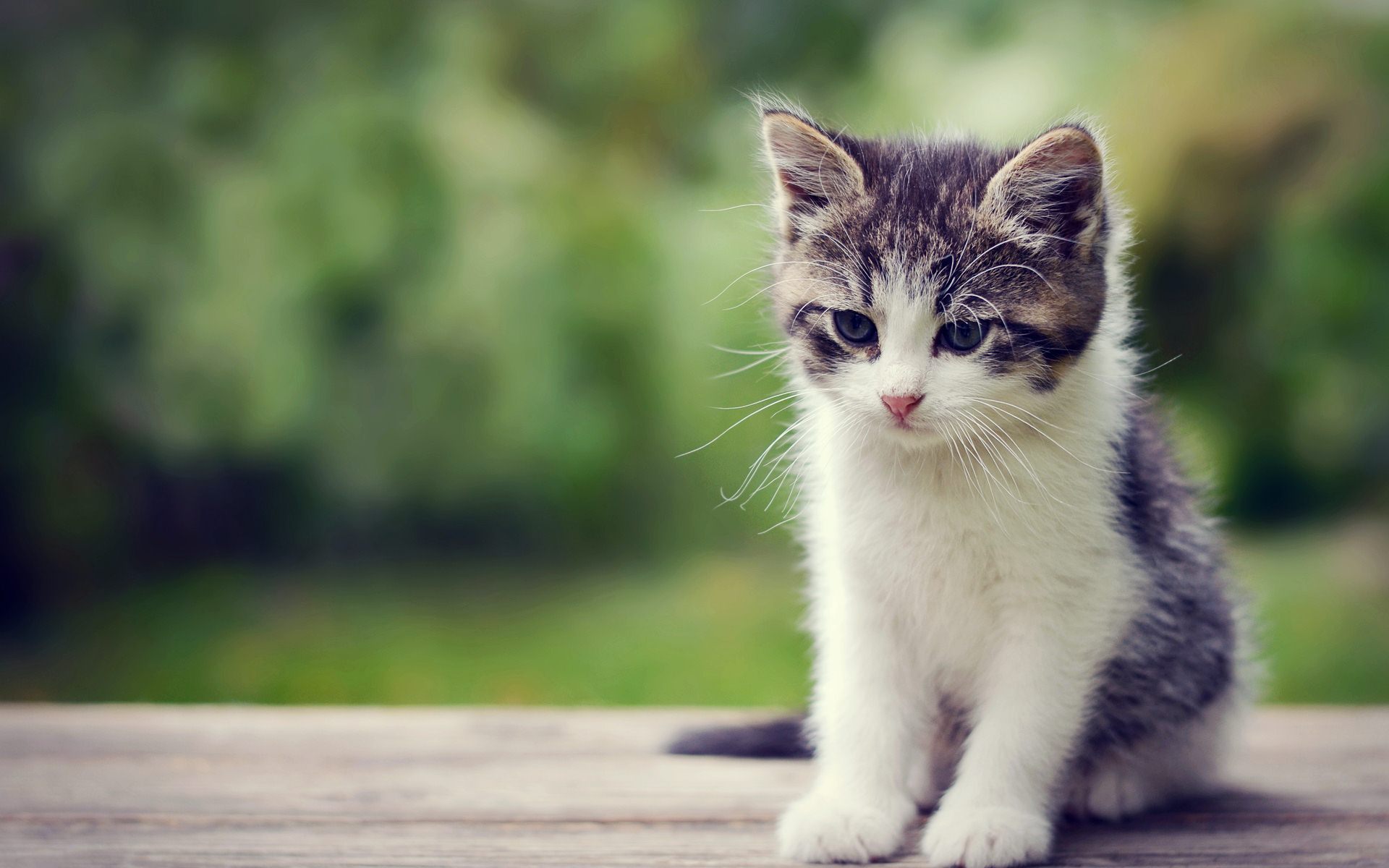 Cute Kitten Wallpaper