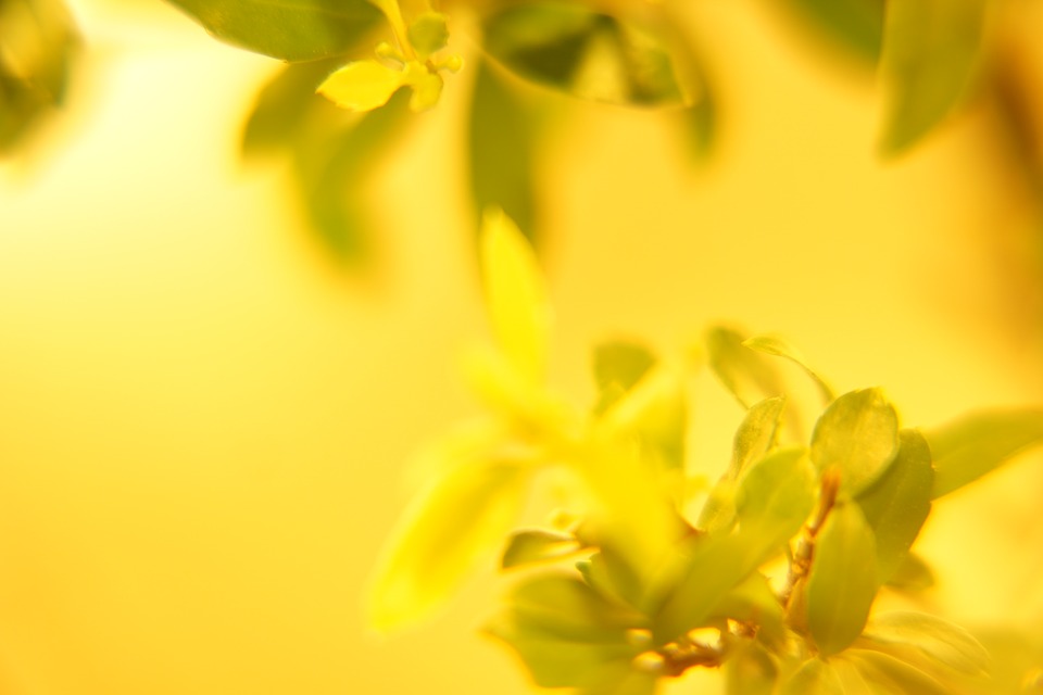 Best yellow HD wallpapers