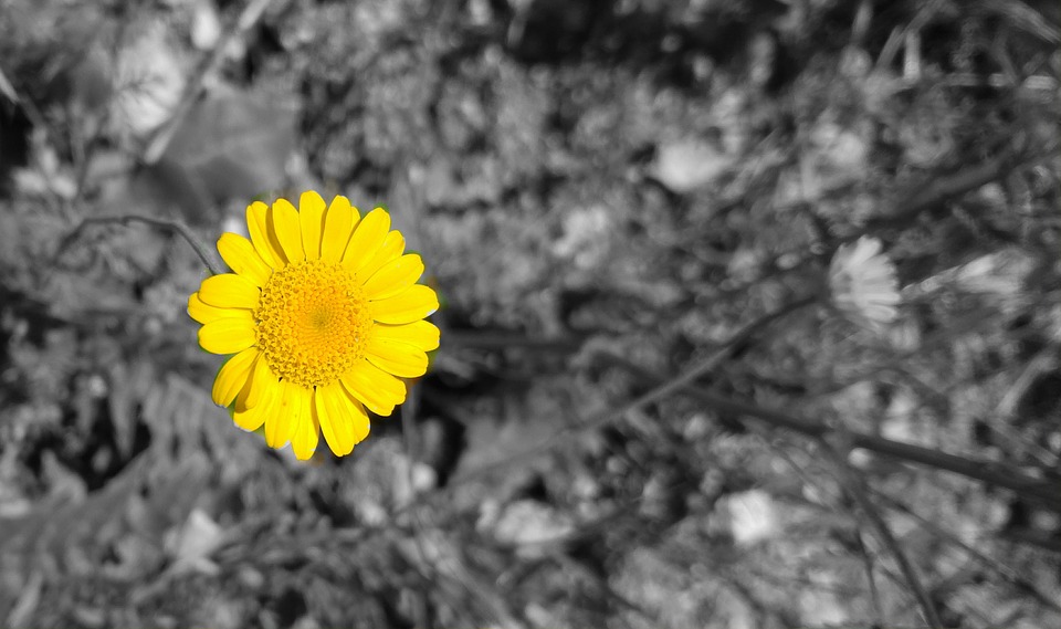 Yellow color Sunflower HD wallpaper for desktop