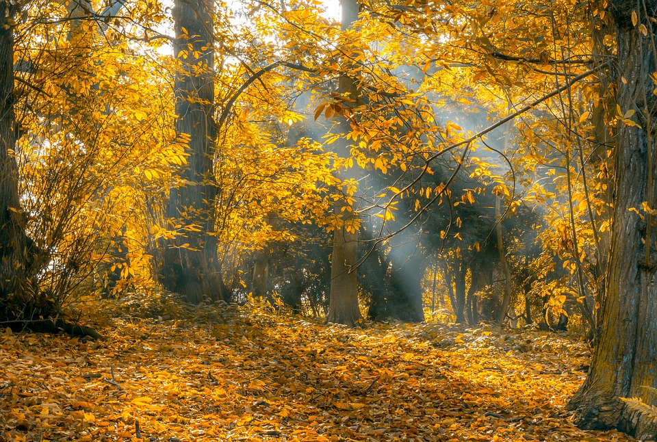 Yellow color Nature free HD wallpaper
